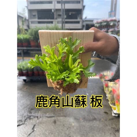 鹿角山蘇風水|植樂芙